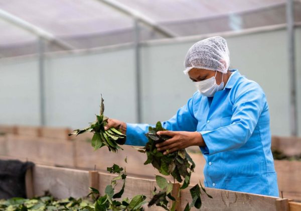 La guayusa ya cuenta oficialmente con subpartida arancelaria para llegar a mercados internacionales. (MAG).