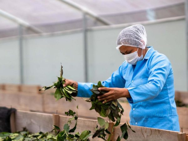 La guayusa ya cuenta oficialmente con subpartida arancelaria para llegar a mercados internacionales. (MAG).