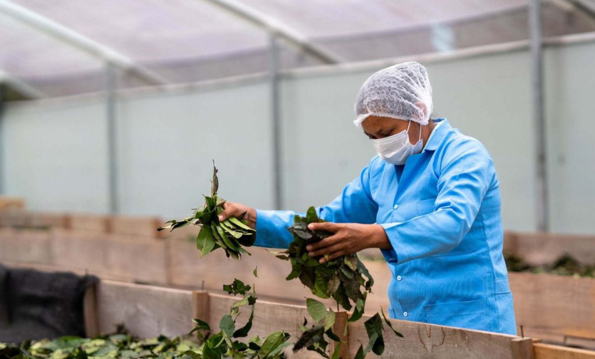 La guayusa ya cuenta oficialmente con subpartida arancelaria para llegar a mercados internacionales. (MAG).