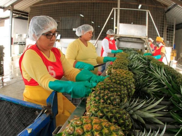 La piña ecuatoriana Golden es muy apreciada por su sabor dulce, jugosidad y su irresistible aroma