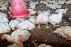 La sobreoferta de pollo afecta los precios en Santo Domingo tras la Semana Santa y el retorno a clases