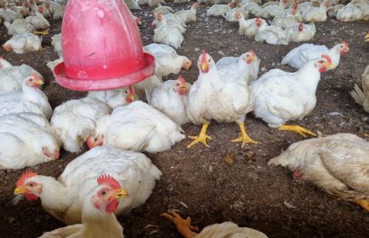 La sobreoferta de pollo afecta los precios en Santo Domingo tras la Semana Santa y el retorno a clases