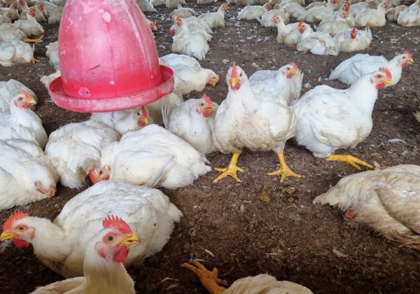 La sobreoferta de pollo afecta los precios en Santo Domingo tras la Semana Santa y el retorno a clases