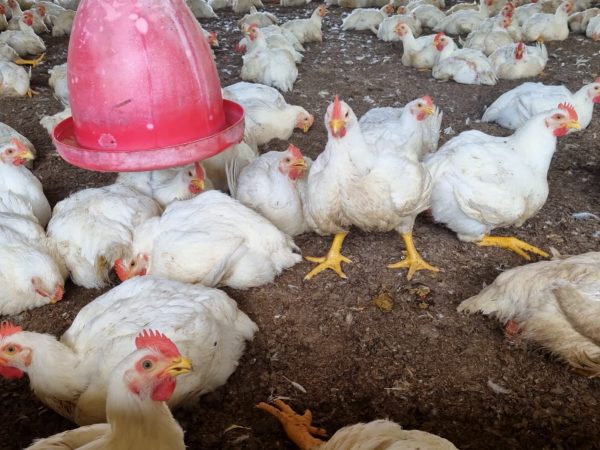 La sobreoferta de pollo afecta los precios en Santo Domingo tras la Semana Santa y el retorno a clases