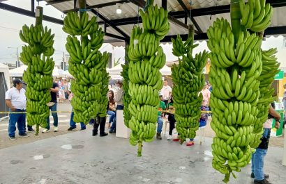 Los Ríos consolida su posición como principal productora de banano, con casi el 40% del total nacional