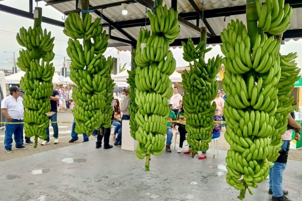 Los Ríos consolida su posición como principal productora de banano, con casi el 40% del total nacional