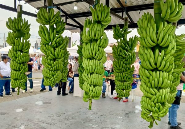 Los Ríos consolida su posición como principal productora de banano, con casi el 40% del total nacional