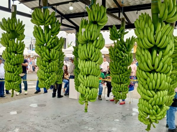 Los Ríos consolida su posición como principal productora de banano, con casi el 40% del total nacional