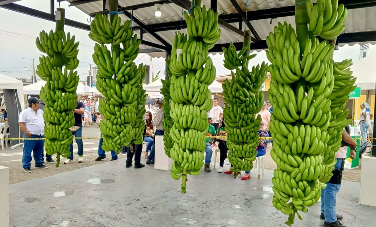 Los Ríos consolida su posición como principal productora de banano, con casi el 40% del total nacional
