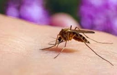 Los mosquitos eligen a sus víctimas según su tipo de sangre