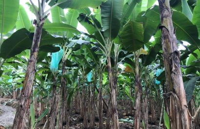 Manabí, Santo Domingo y Los Ríos conforman el triángulo productivo del plátano en Ecuador, que concentra más del 60% de la producción nacional