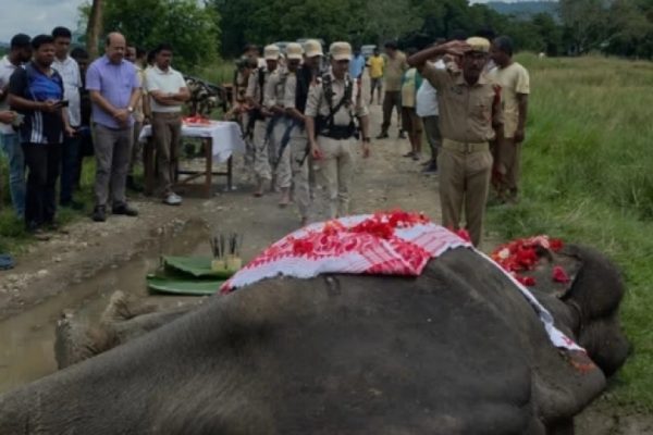 Mohanmala, una elefanta que dedicó más de 50 años a la conservación de rinocerontes, la lucha contra cazadores furtivos
