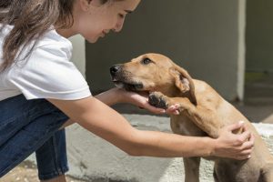 Pérdida de animales en Ecuador: solo el 29% de mascotas extraviadas regresan a casa