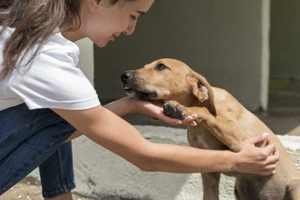 Pérdida de animales en Ecuador: solo el 29% de mascotas extraviadas regresan a casa