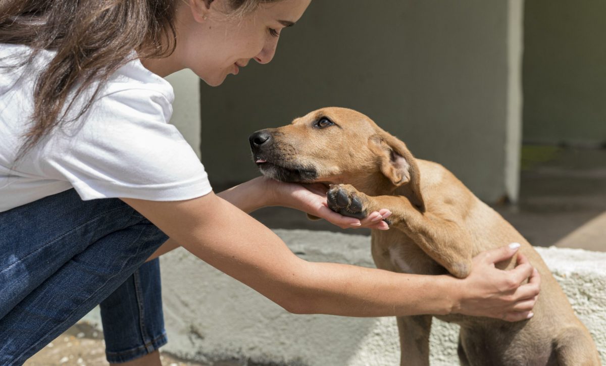 Pérdida de animales en Ecuador: solo el 29% de mascotas extraviadas regresan a casa
