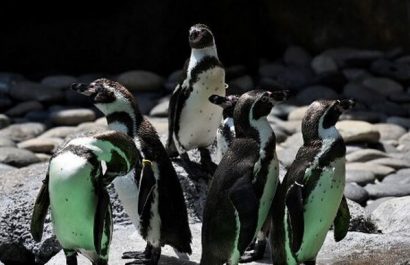Pinguinos-mueren-picaduras-abejas_18387721