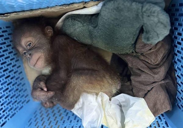 Policía tailandesa intercepta entrega ilegal de orangutanes bebés en una gasolinera.