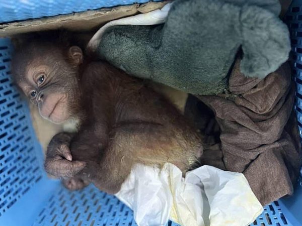 Policía tailandesa intercepta entrega ilegal de orangutanes bebés en una gasolinera.