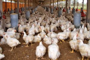 Pollos inyectados con agua en camal clandestino de Quito: peligro para la salud