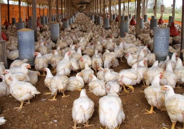 Pollos inyectados con agua en camal clandestino de Quito: peligro para la salud