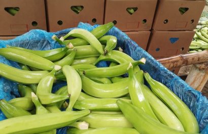 Presidente de FENAPROPE, sobre el plátano Tras más de 50 años con precios irrisorios, ahora que el precio sube, todos se escandalizan
