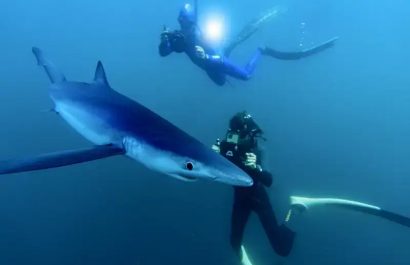 El biólogo marino Charlie Sarria, junto a un tiburón azul (Prionace glauca) en Bermeo, País Vasco.