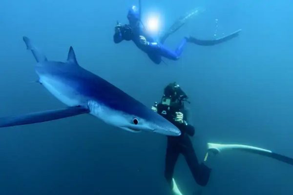 El biólogo marino Charlie Sarria, junto a un tiburón azul (Prionace glauca) en Bermeo, País Vasco.
