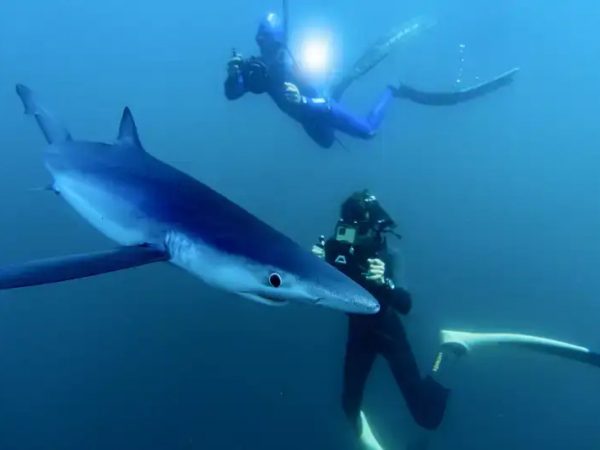 El biólogo marino Charlie Sarria, junto a un tiburón azul (Prionace glauca) en Bermeo, País Vasco.