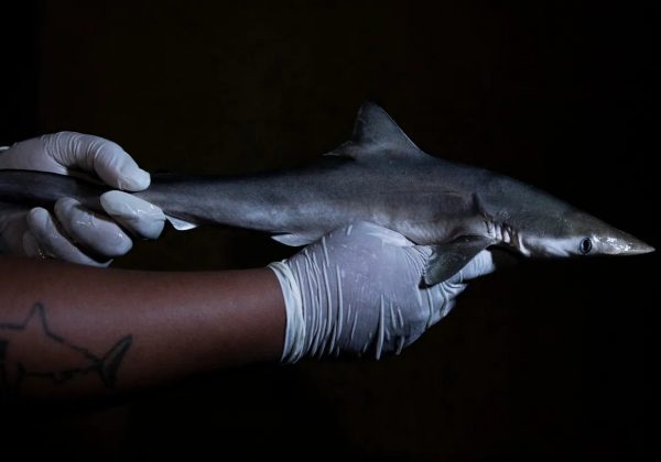 El biólogo Paulo dos Santos mide un cazón picudo brasileño capturado por pescadores en el estado de São Paulo (Brasil) en 2023. El animal no formaba parte de la nueva investigación (National Geographic).