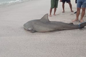 Tiburón varado en Crucita, amenaza para bañistas o fenómeno natural