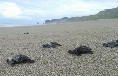 Tortugas-1