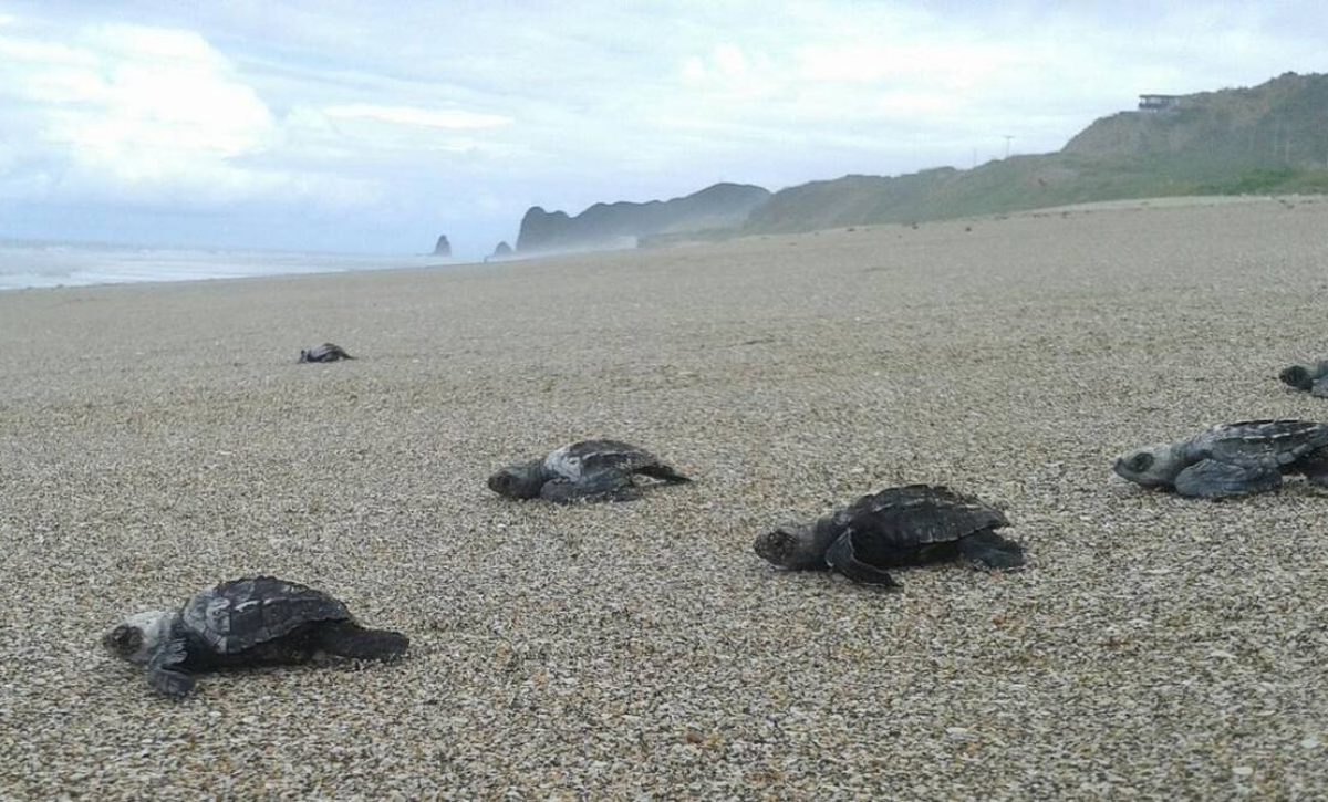Tortugas-1