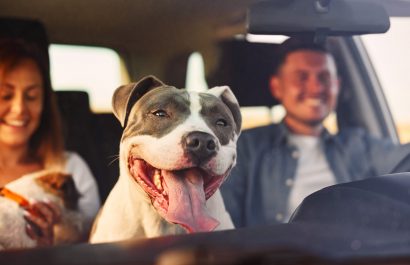 Traslado seguro de mascotas Aspectos fundamentales sobre prevención de accidentes y adaptación a nuevos entornos