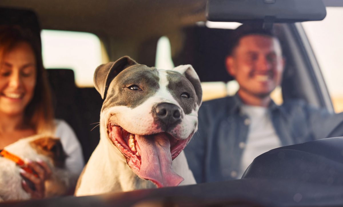 Traslado seguro de mascotas Aspectos fundamentales sobre prevención de accidentes y adaptación a nuevos entornos