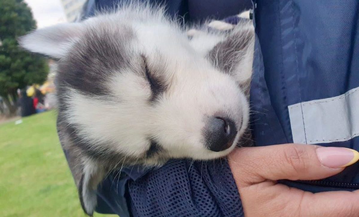 Tres perros fueron rescatados de venta clandestina en parque La Carolina
