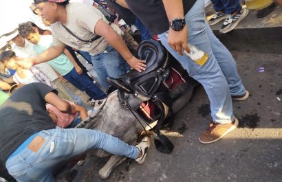 Un caballo murió por deshidratación durante la cabalgata realizada en el cantón El Carmen