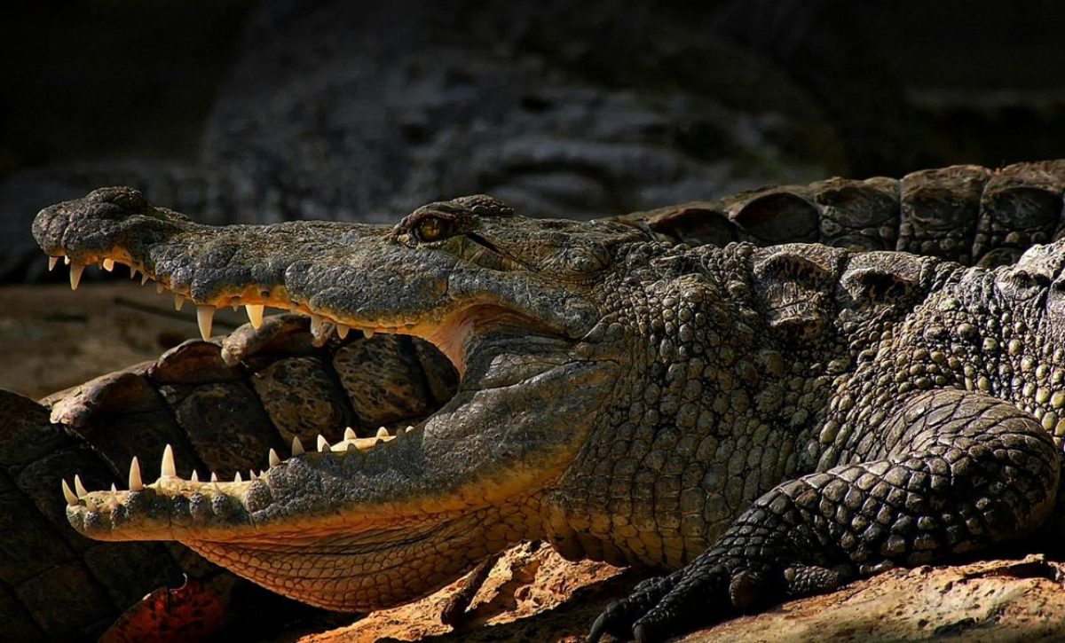 Un hombre se salvó de morir devorado por un cocodrilo tras intentar tomarse una foto con el animal en un zoológico de Filipinas. (Pexels).