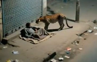 Un leopardo se acercó a un habitante de calle (indigente) en una localidad no especificada de India, lo olió brevemente y se alejó sin causar daños.