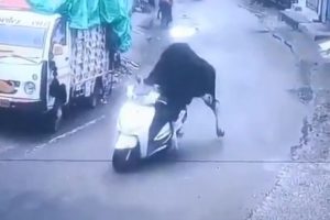Un toro se 'roba' una motocicleta y queda grabado, el animal protagoniza un video que se viralizó en varias redes sociales. (Internet).
