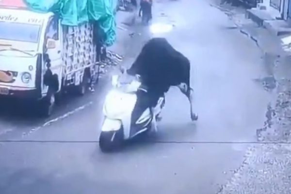 Un toro se 'roba' una motocicleta y queda grabado, el animal protagoniza un video que se viralizó en varias redes sociales. (Internet).