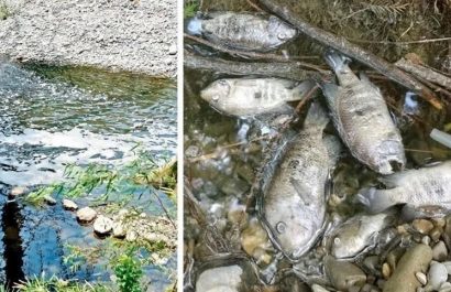 Una lluvia de peces sorprendió a los habitantes de Baie-Mahault, en la isla caribeña de Guadalupe,