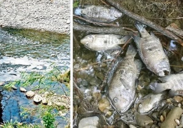 Una lluvia de peces sorprendió a los habitantes de Baie-Mahault, en la isla caribeña de Guadalupe,