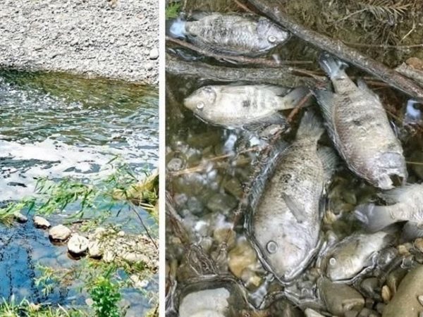 Una lluvia de peces sorprendió a los habitantes de Baie-Mahault, en la isla caribeña de Guadalupe,