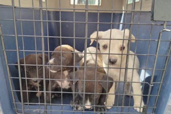 Unidad de Bienestar Animal rescata a perra y cuatro crías en condiciones críticas en Quito