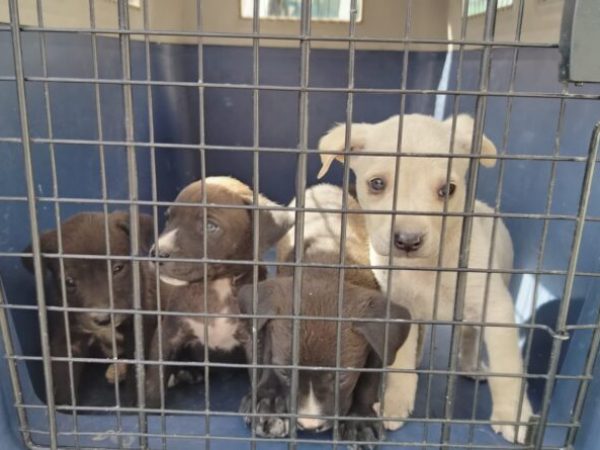 Unidad de Bienestar Animal rescata a perra y cuatro crías en condiciones críticas en Quito