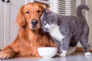 El gasto anual promedio por perros de tamaño mediano puede ubicarse entre USD 800 y 1.200, mientras que para un gato, oscila entre USD 600 y 900.
