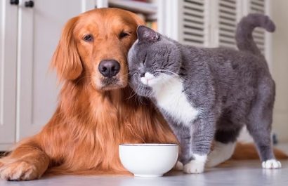 El gasto anual promedio por perros de tamaño mediano puede ubicarse entre USD 800 y 1.200, mientras que para un gato, oscila entre USD 600 y 900.