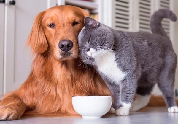 El gasto anual promedio por perros de tamaño mediano puede ubicarse entre USD 800 y 1.200, mientras que para un gato, oscila entre USD 600 y 900.