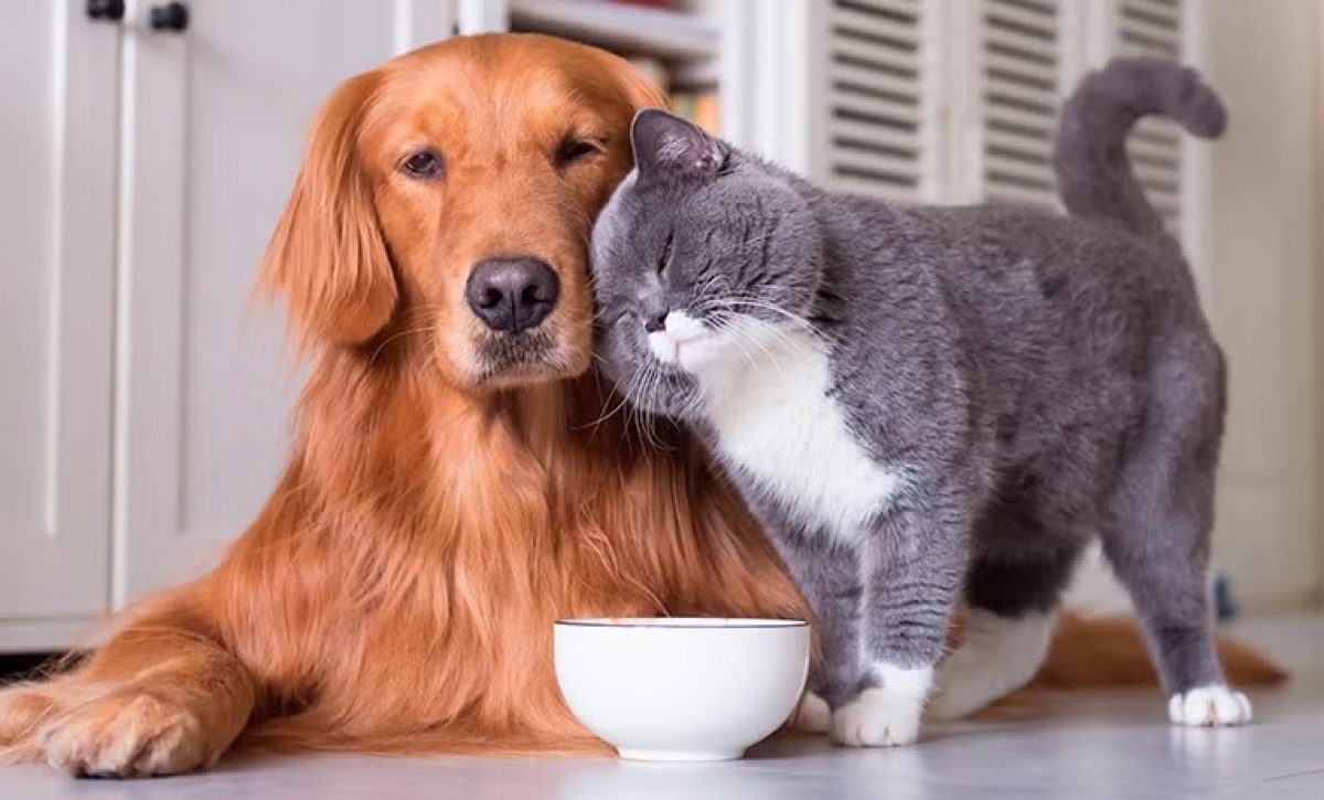 El gasto anual promedio por perros de tamaño mediano puede ubicarse entre USD 800 y 1.200, mientras que para un gato, oscila entre USD 600 y 900.