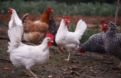 Activan un cerco epidemiológio tras detectar un caso de influenza aviar en Ecuador